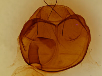 genitalia view of adult Zale submediana