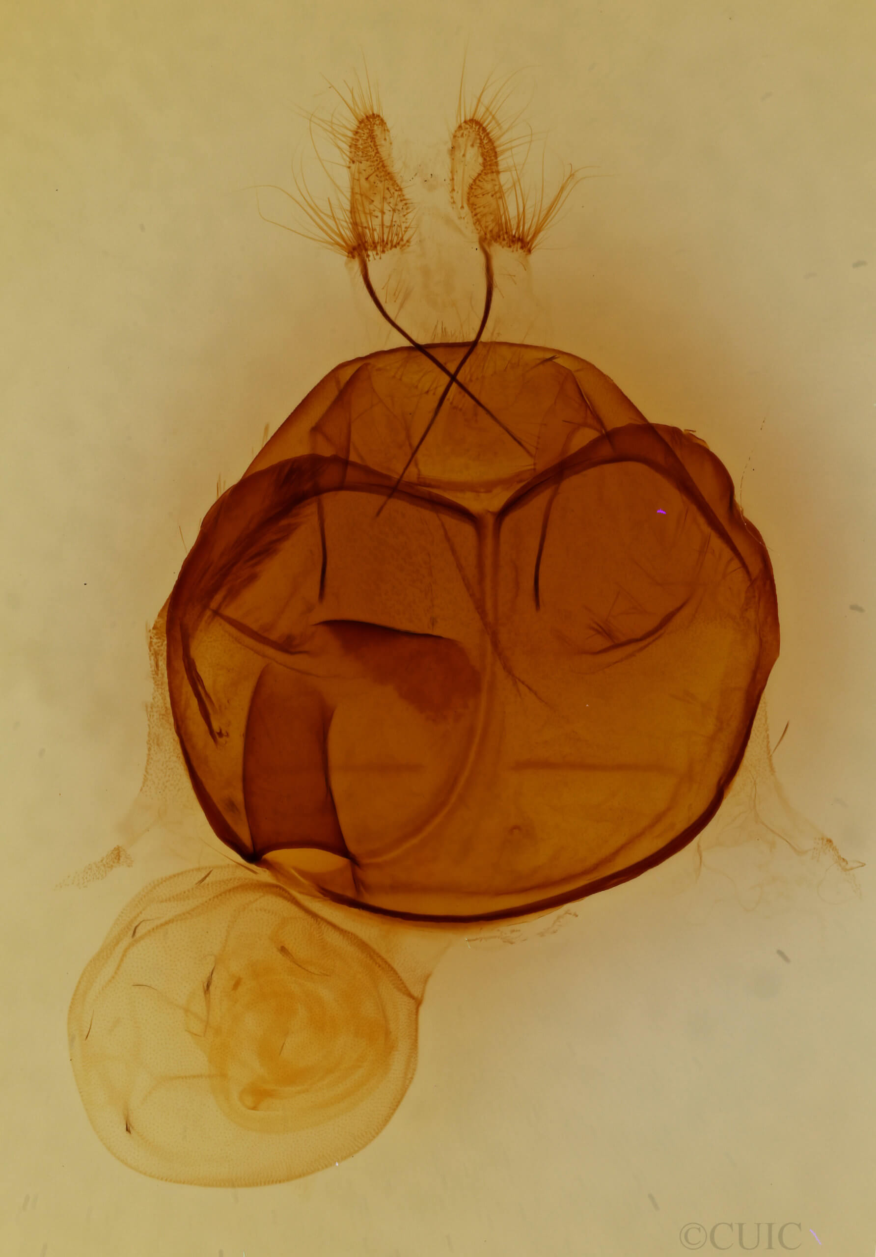 genitalia view of adult Zale submediana