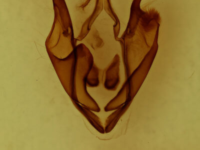 genitalia view of adult Zale undularis
