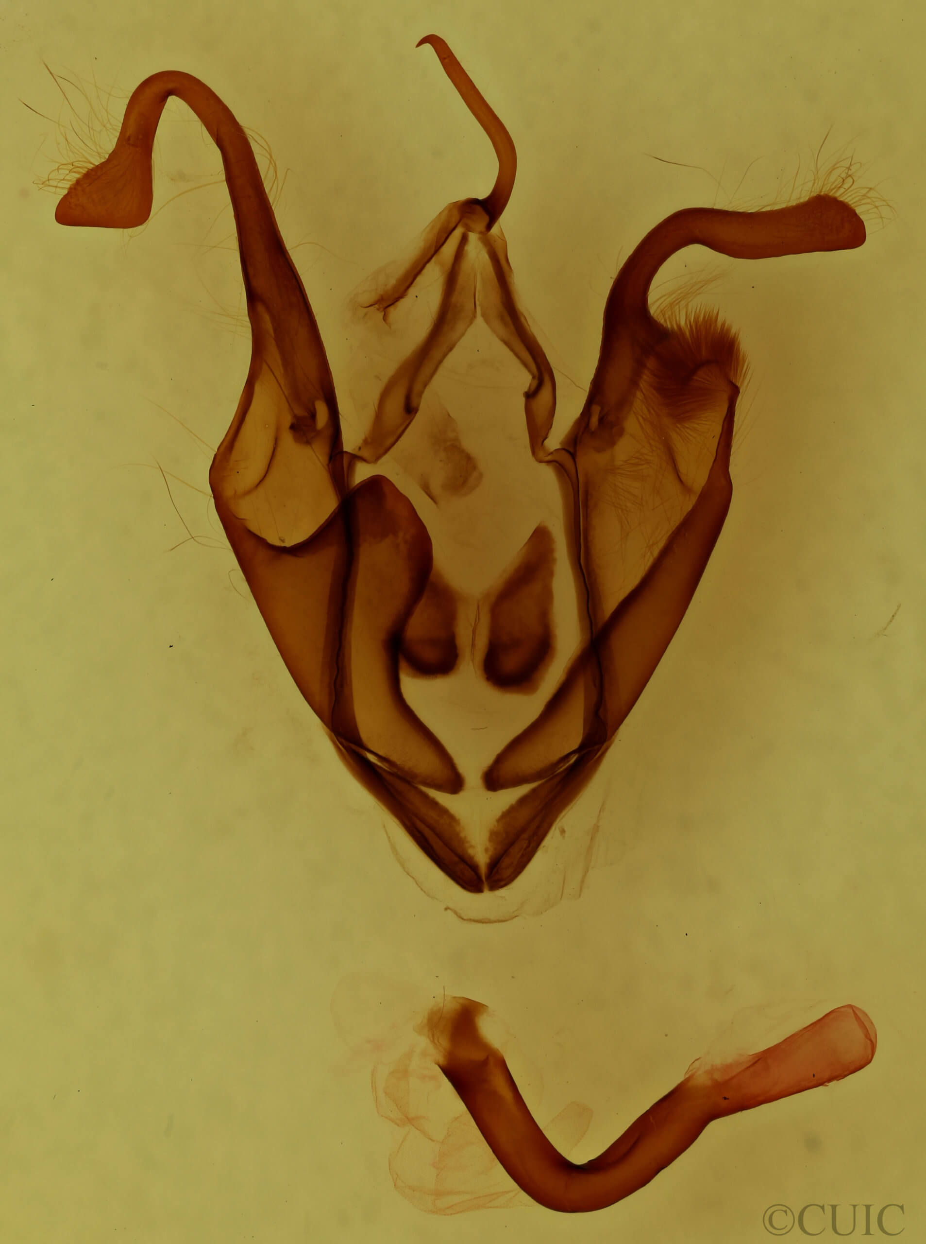 genitalia view of adult Zale undularis