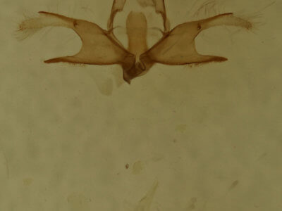 genitalia view of adult Zanclognatha lituralis