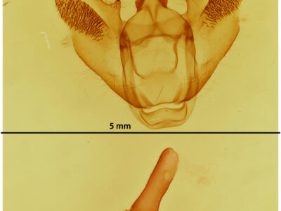 genitalia view of adult Euchlaena muzaria