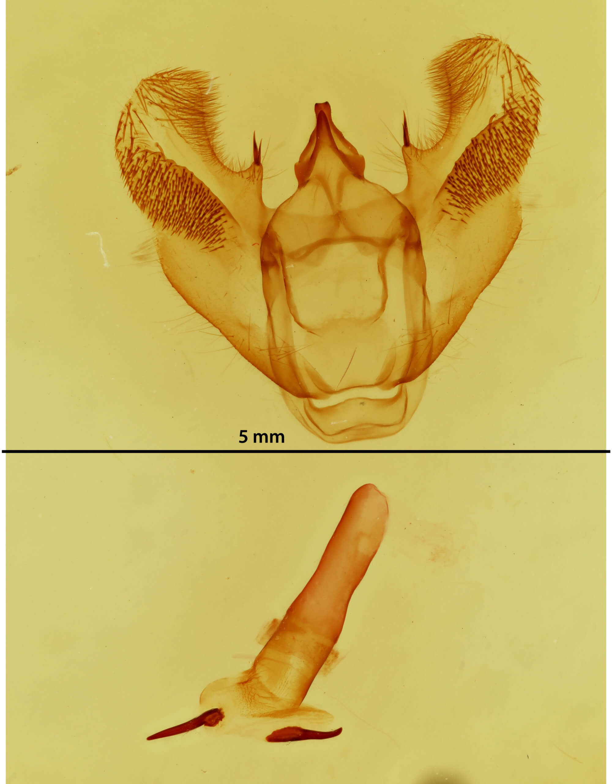 genitalia view of adult Euchlaena muzaria