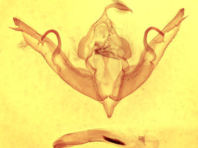 genitalia view of adult Lithophane petulca 