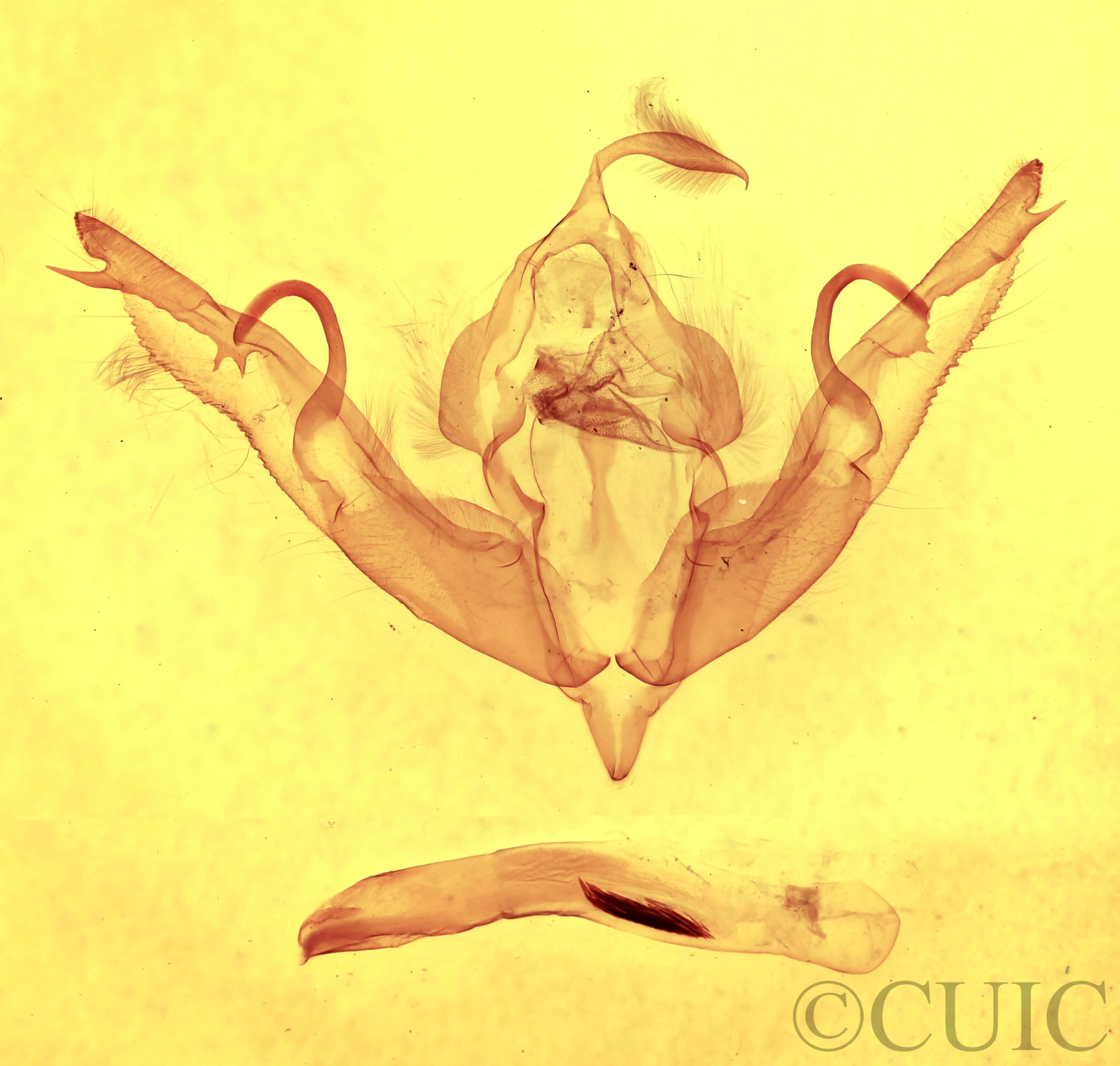 genitalia view of adult Lithophane petulca 