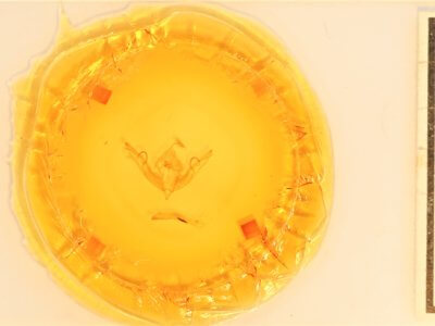 slide view of adult Lithophane petulca 