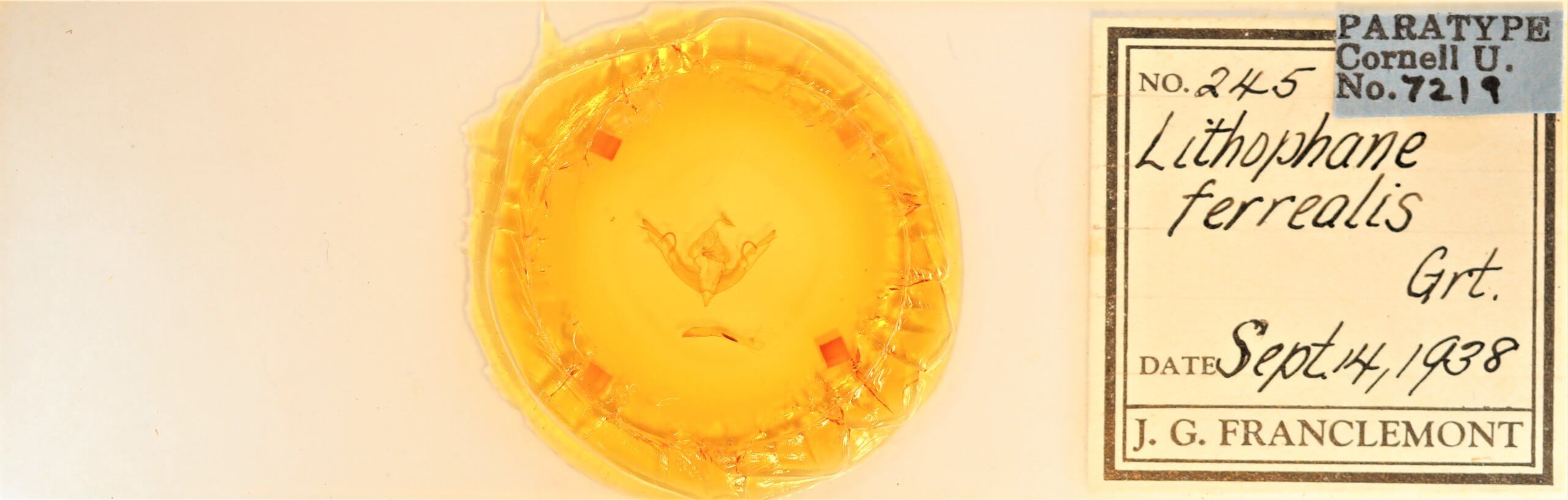 slide view of adult Lithophane petulca 