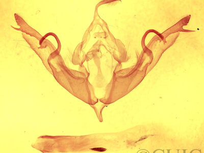 genitalia view of adult Lithophane petulca