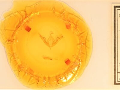 slide view of adult Lithophane petulca