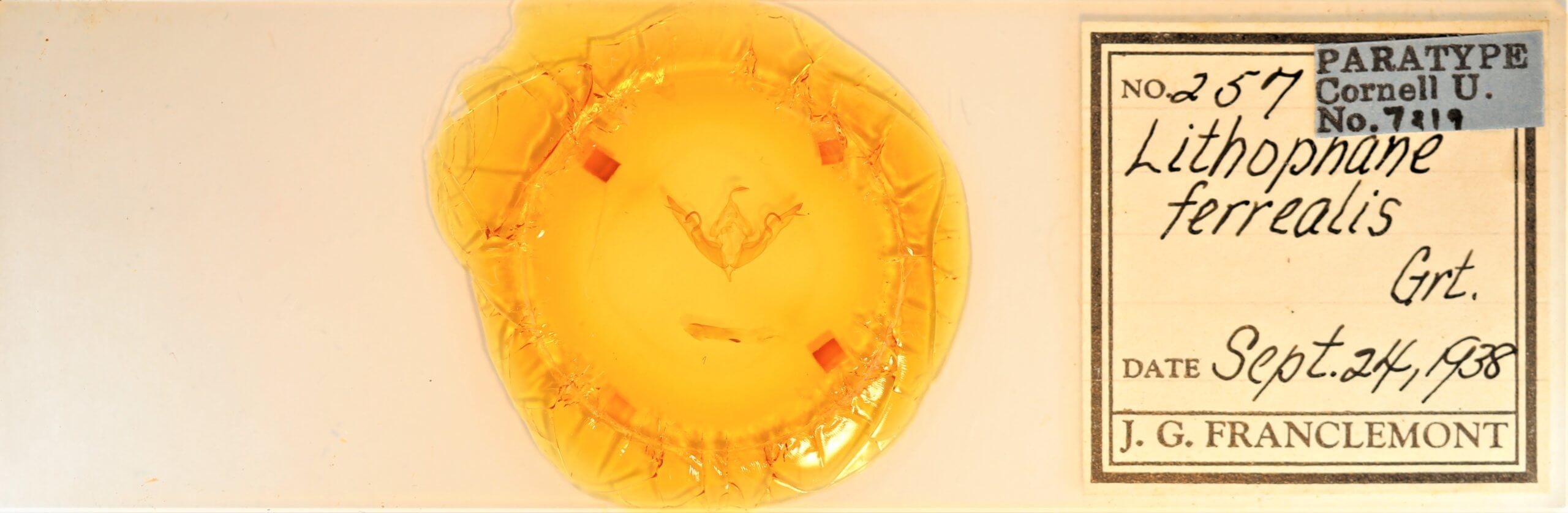 slide view of adult Lithophane petulca