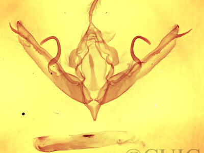 genitalia view of adult Lithophane innominata