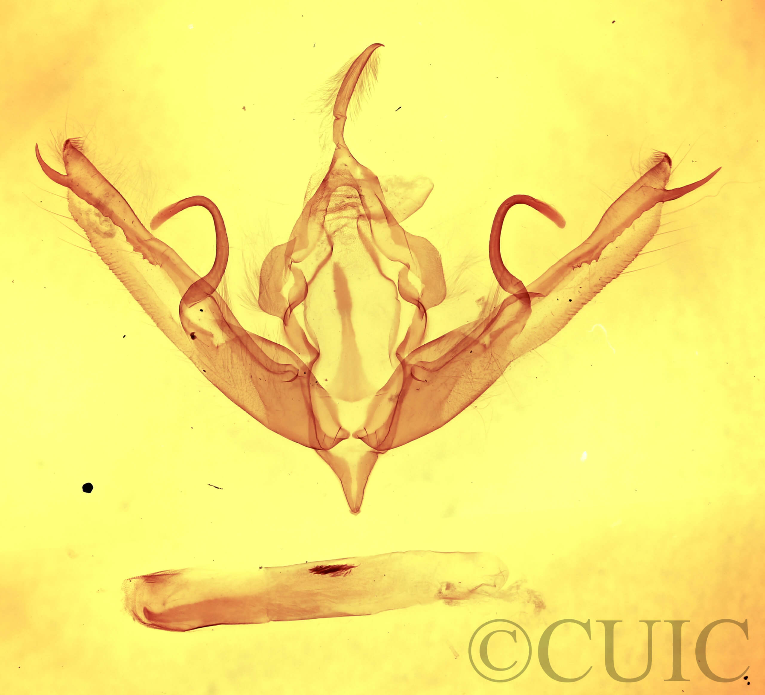 genitalia view of adult Lithophane innominata