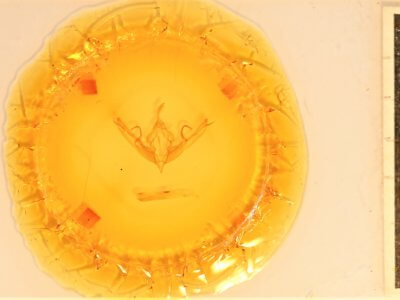 slide view of adult Lithophane innominata