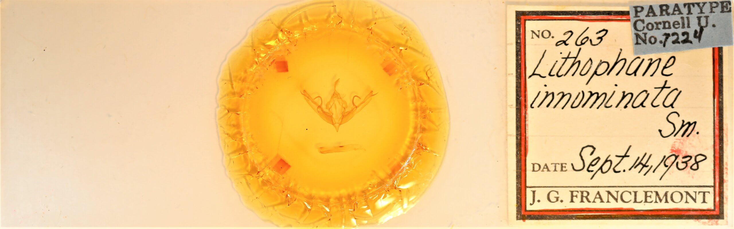 slide view of adult Lithophane innominata