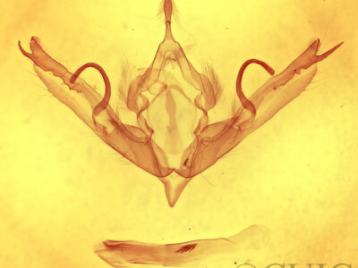 genitalia view of adult Lithophane innominata