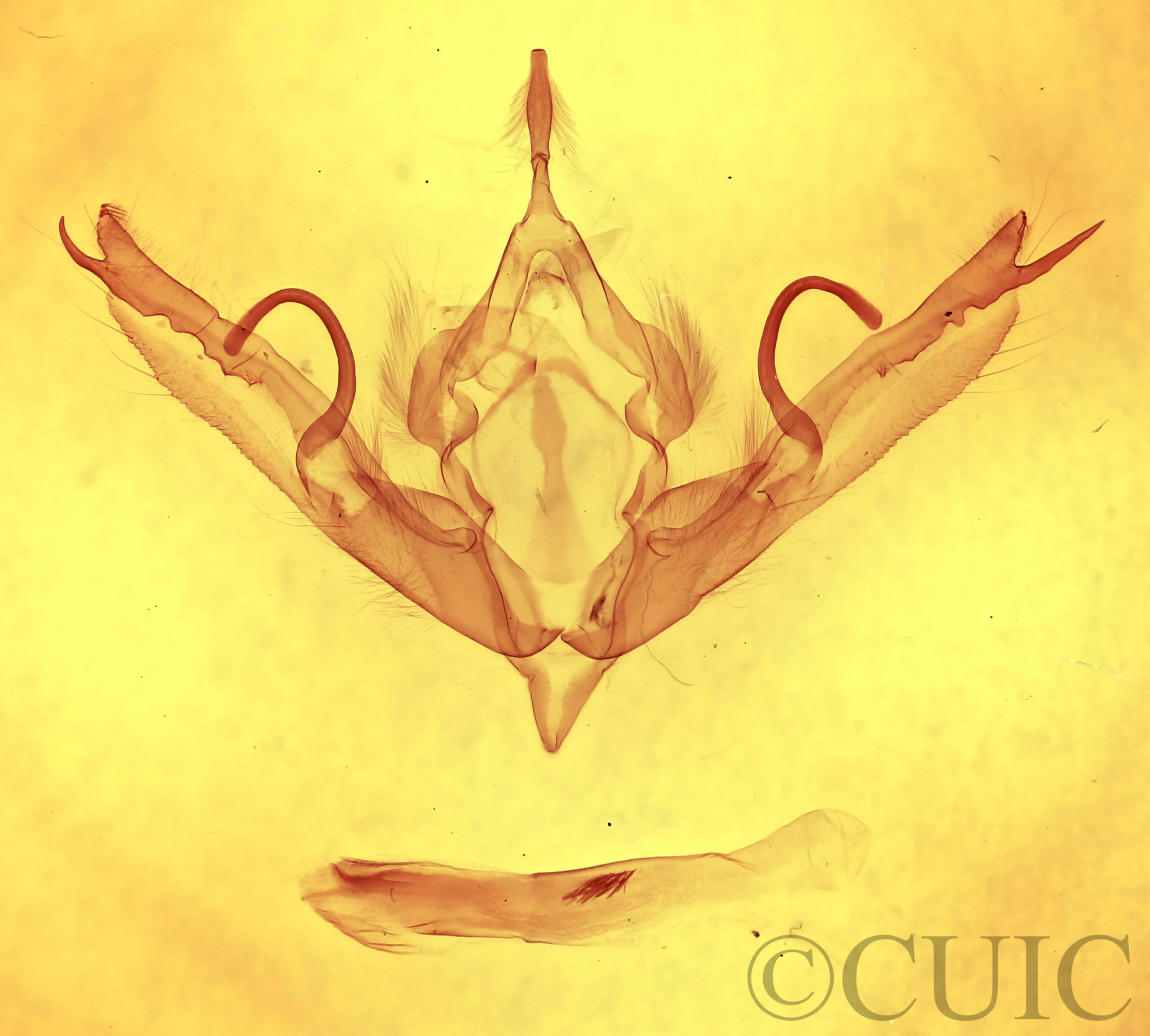 genitalia view of adult Lithophane innominata