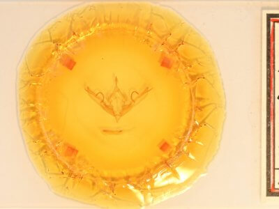 slide view of adult Lithophane innominata