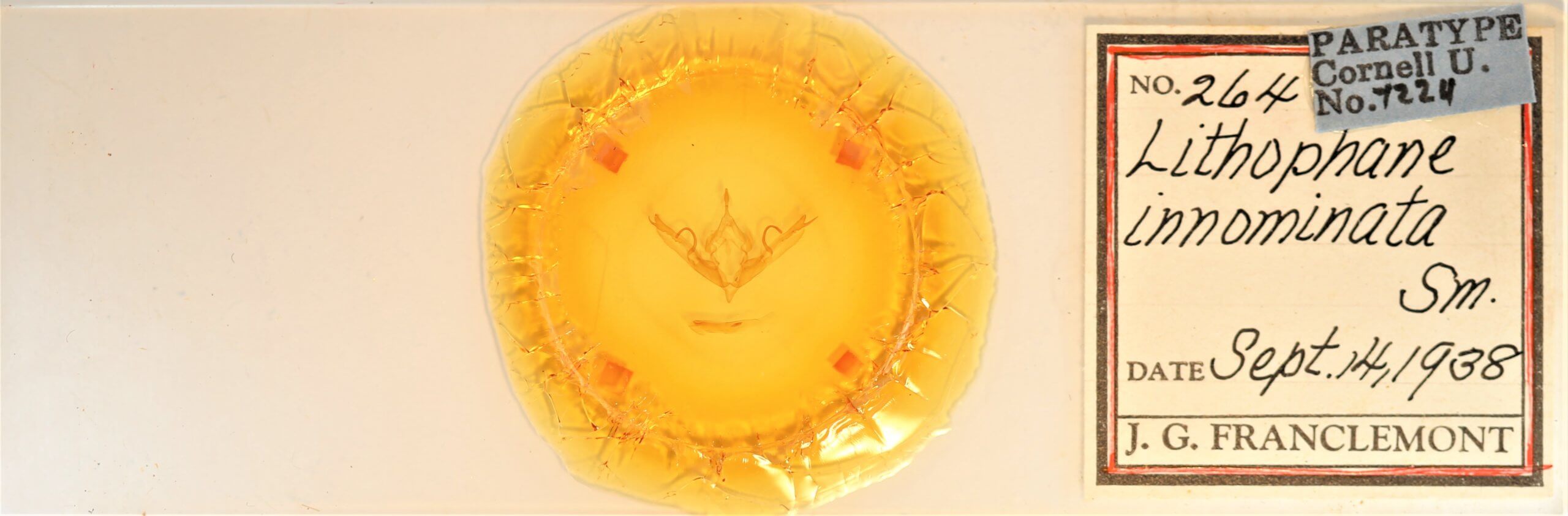 slide view of adult Lithophane innominata