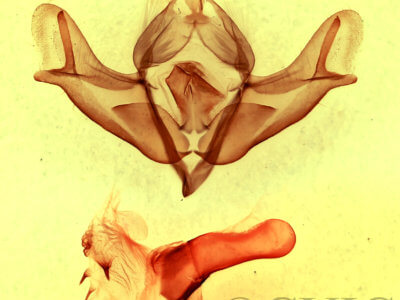 genitalia view of adult Acronicta impressa