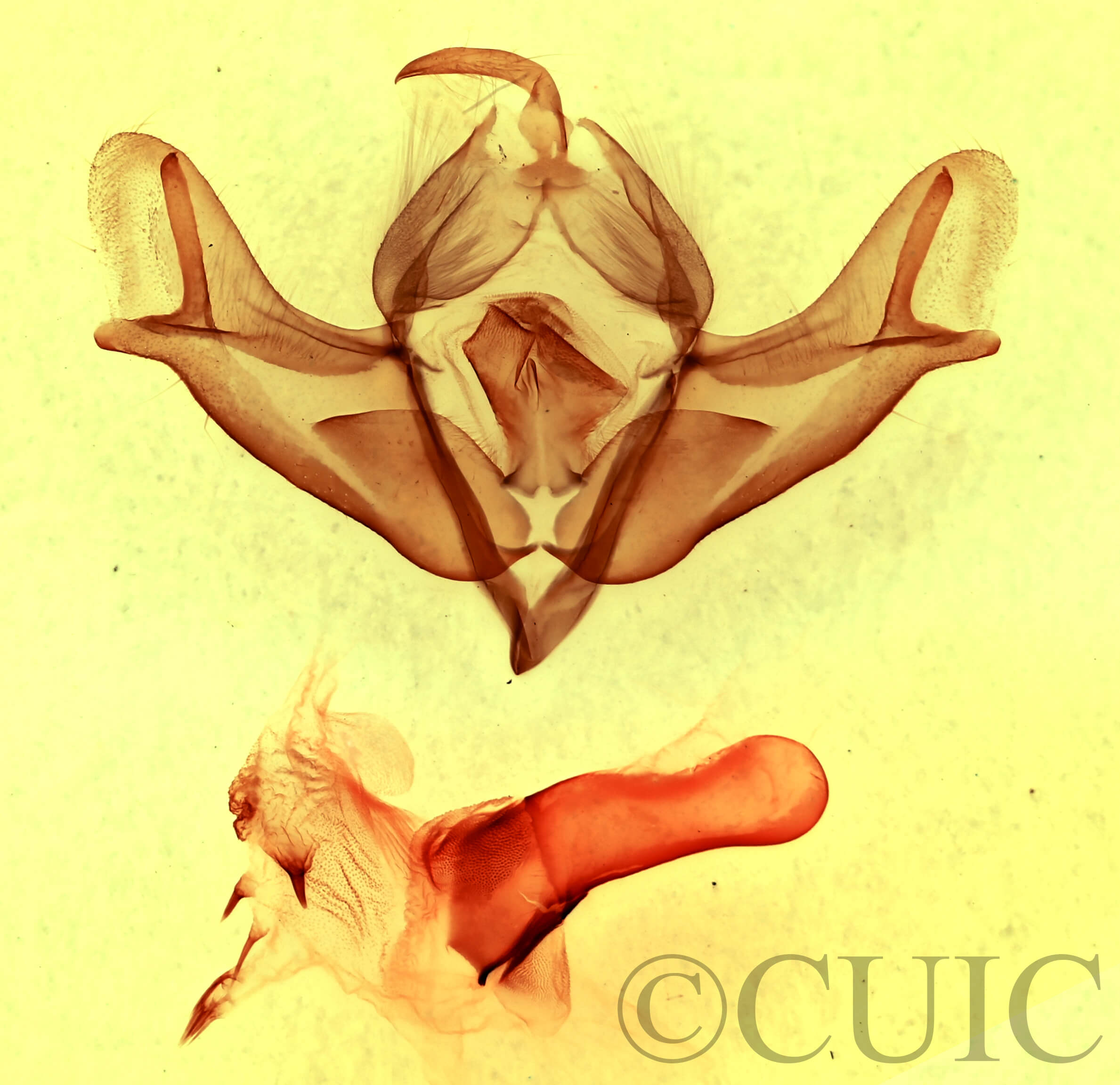 genitalia view of adult Acronicta impressa