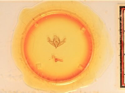 slide view of adult Acronicta impressa