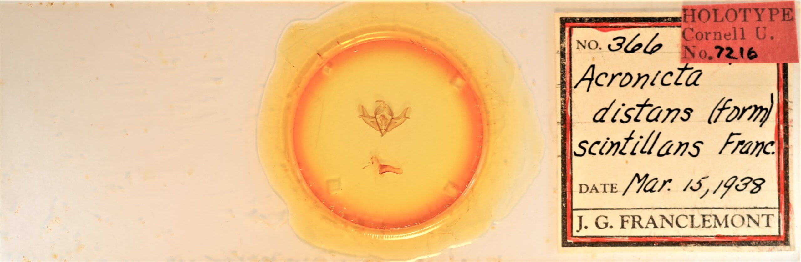 slide view of adult Acronicta impressa