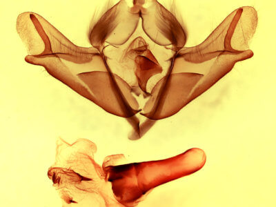 genitalia view of adult Acronicta impressa