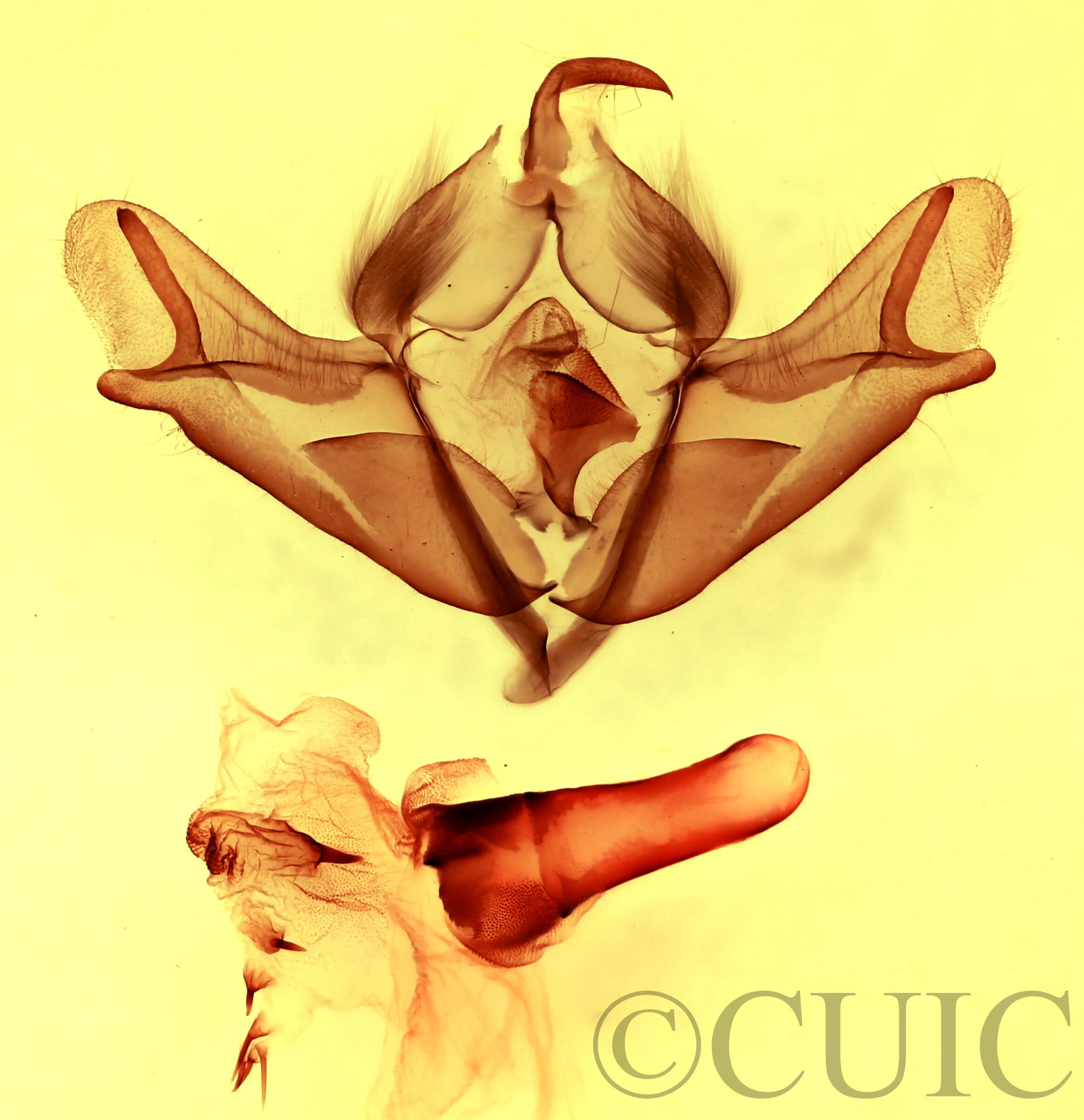 genitalia view of adult Acronicta impressa