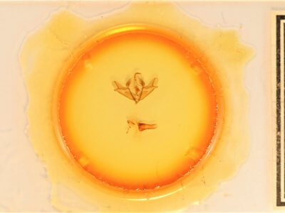 slide view of adult Acronicta impressa