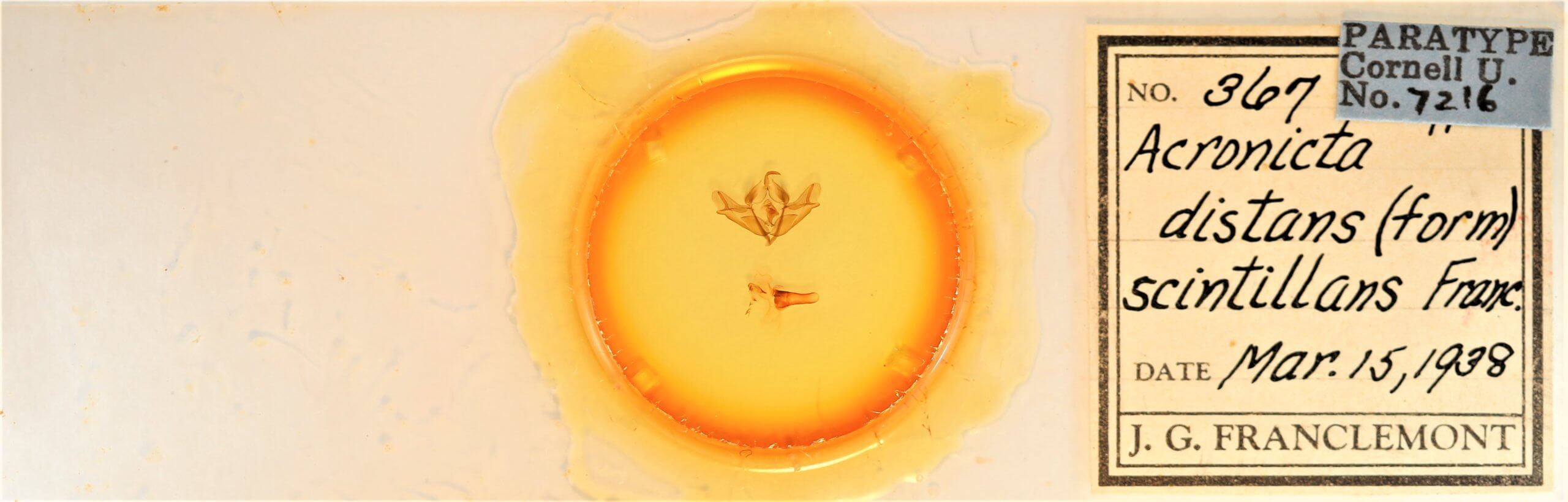 slide view of adult Acronicta impressa