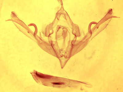 genitalia view of adult Lithophane signosa