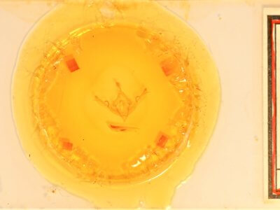 slide view of adult Lithophane signosa