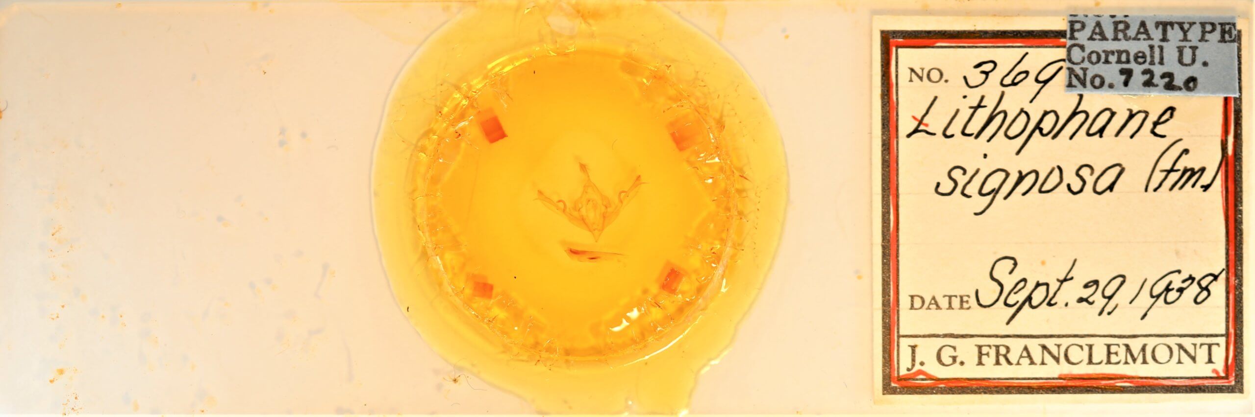 slide view of adult Lithophane signosa