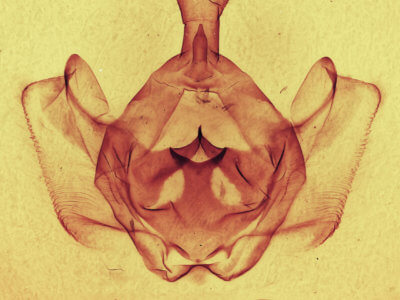 genitalia view of adult Gluphisia severa