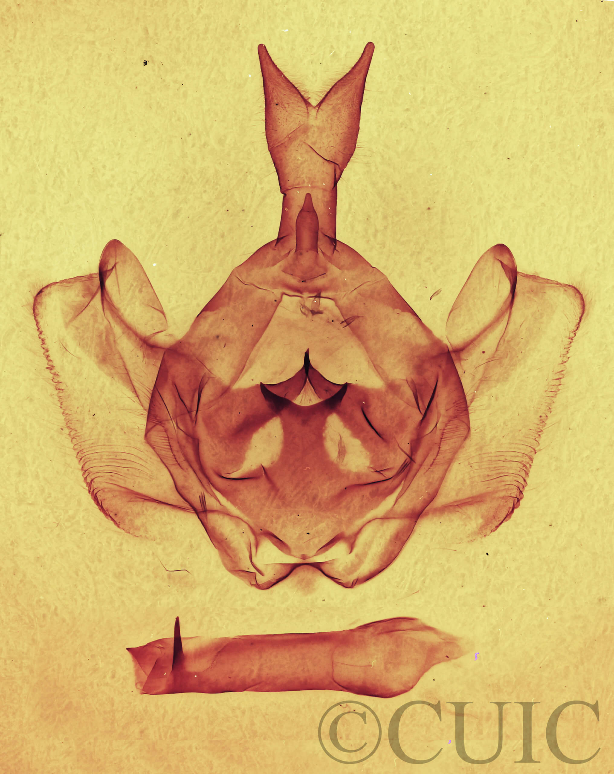 genitalia view of adult Gluphisia severa