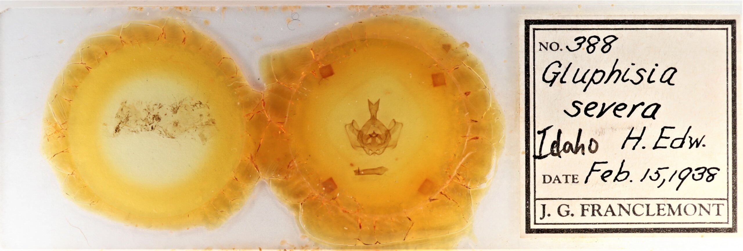 slide view of adult Gluphisia severa