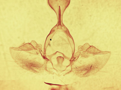 genitalia view of adult Gluphisia septentrionis