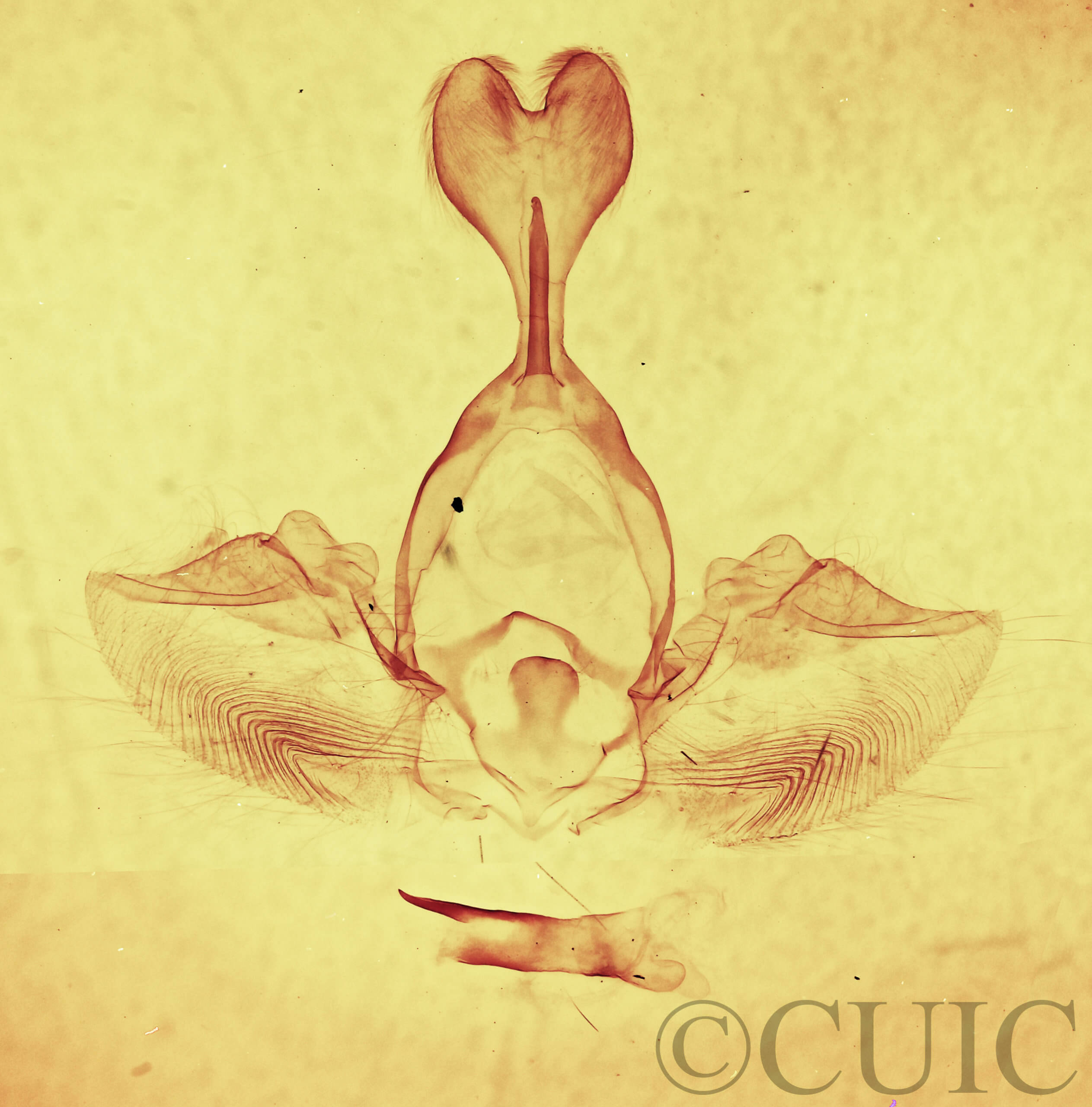 genitalia view of adult Gluphisia septentrionis