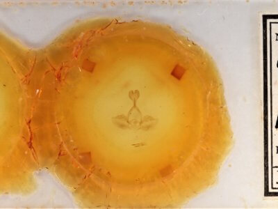 slide view of adult Gluphisia septentrionis