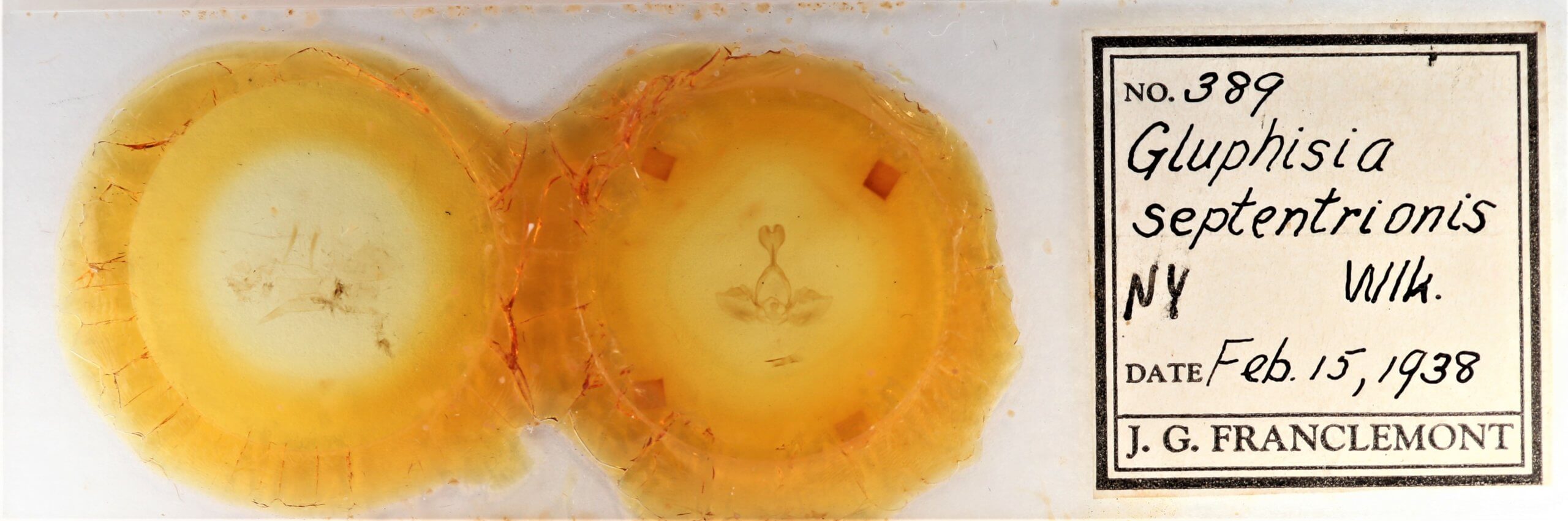 slide view of adult Gluphisia septentrionis