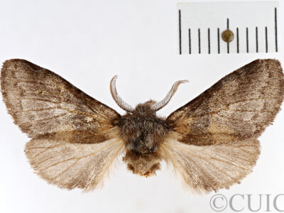 dorsal view of adult Gluphisia septentrionis