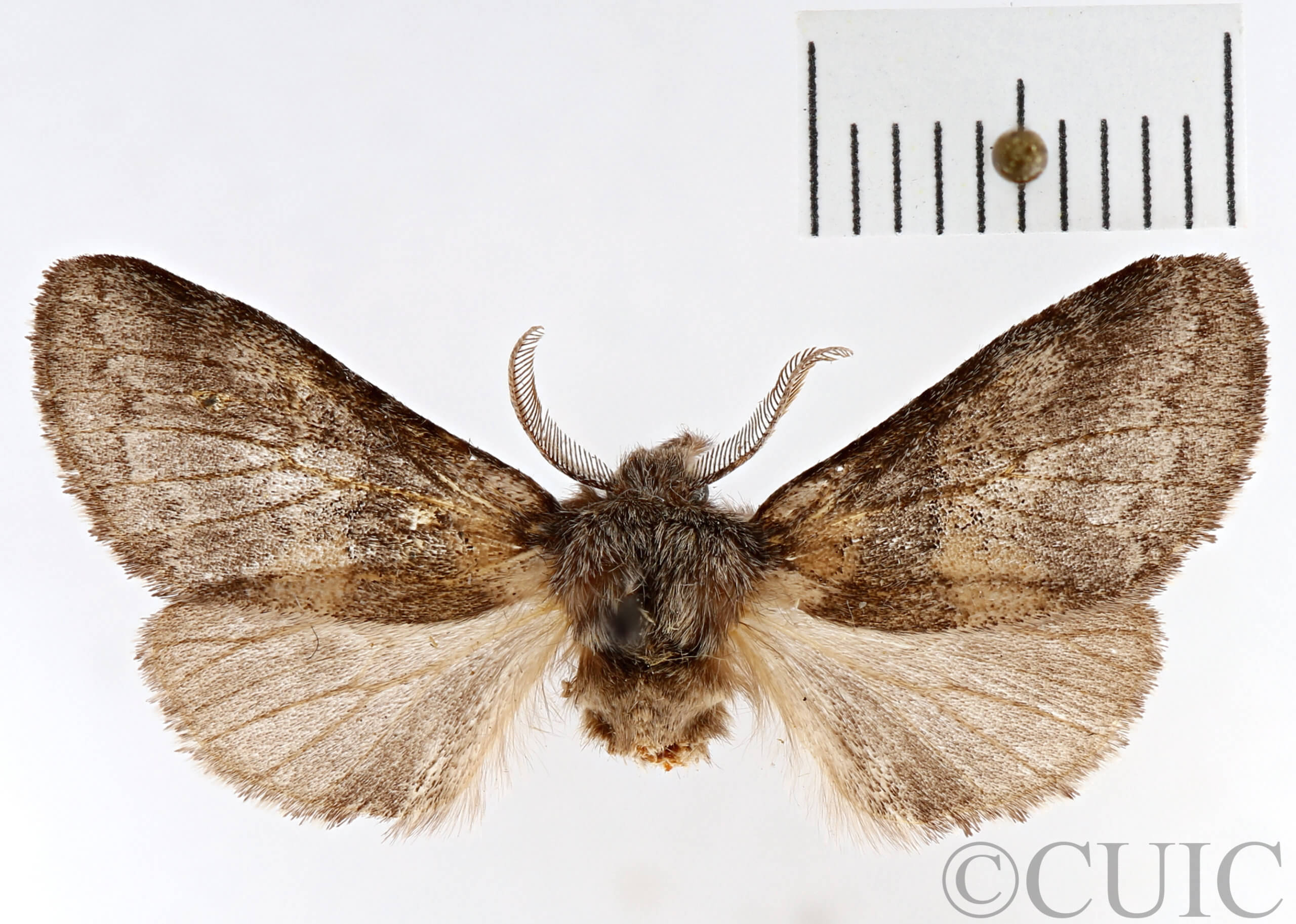 dorsal view of adult Gluphisia septentrionis