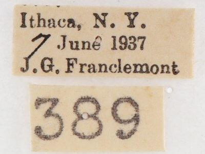 label view of adult Gluphisia septentrionis