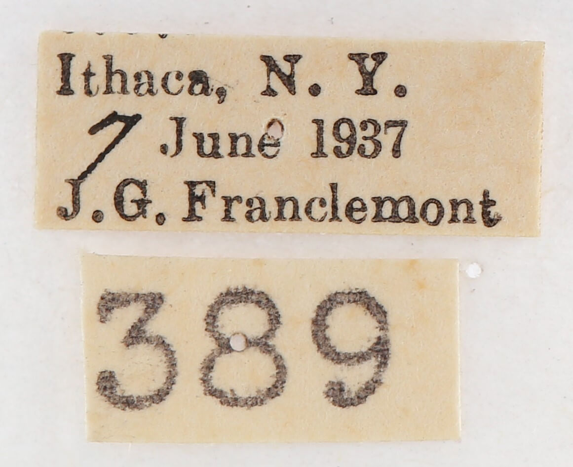 label view of adult Gluphisia septentrionis