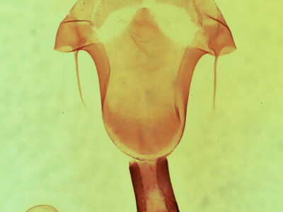 genitalia view of adult Lithophane hemina