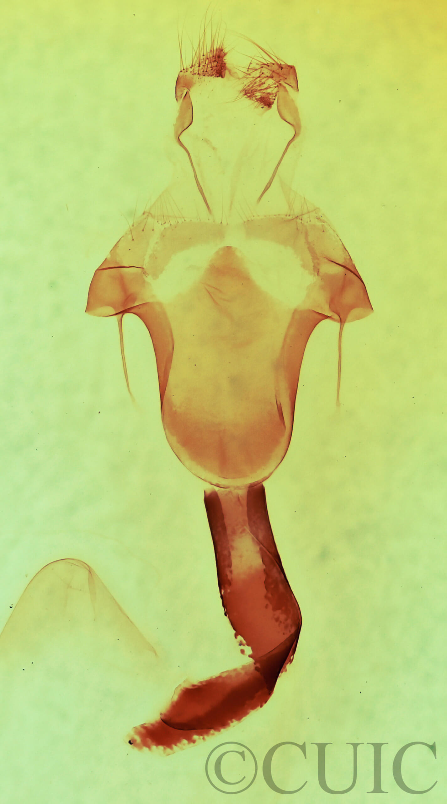 genitalia view of adult Lithophane hemina