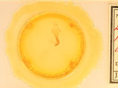 slide view of adult Lithophane hemina