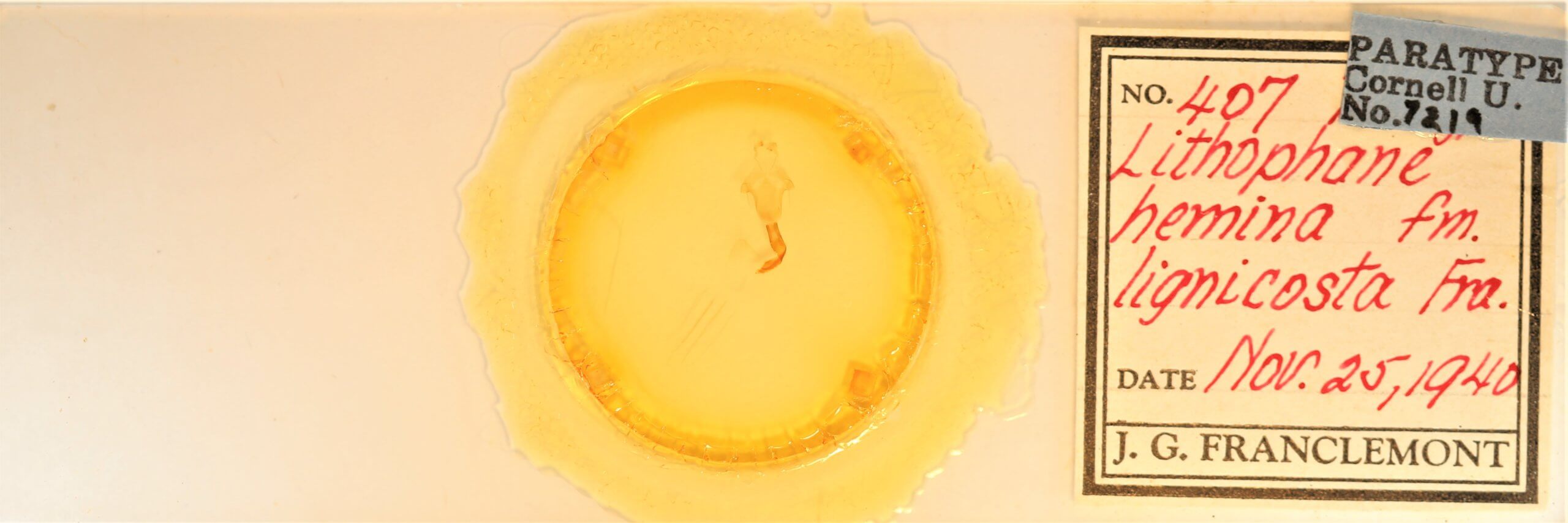 slide view of adult Lithophane hemina