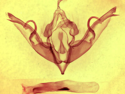 genitalia view of adult Lithophane petulca