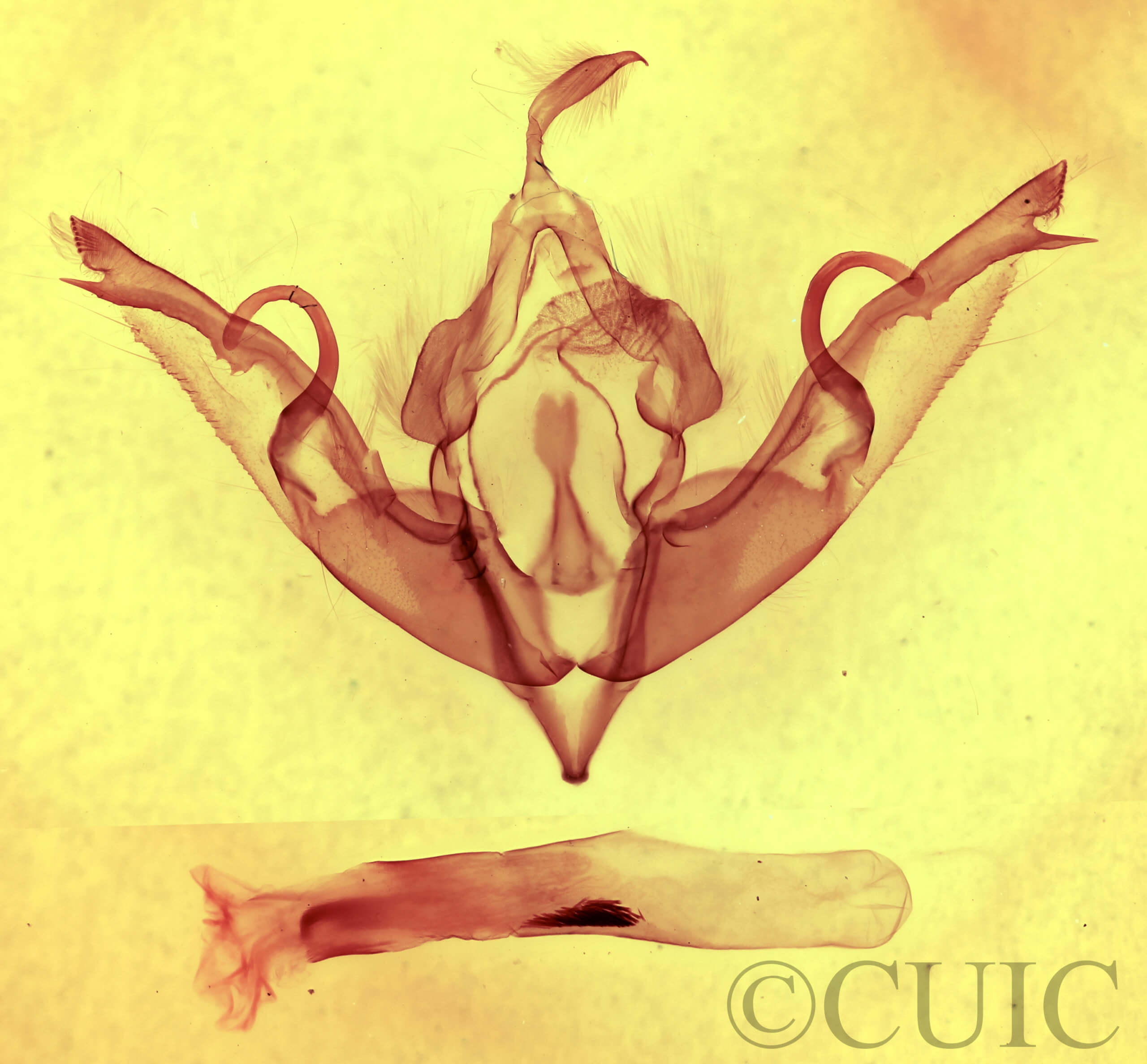 genitalia view of adult Lithophane petulca